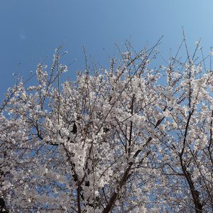 _MG_5989s